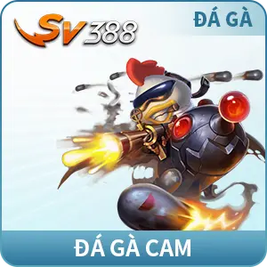 Đá gà cam
